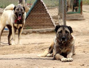 Over 20 stray dogs found dead in Yozgat