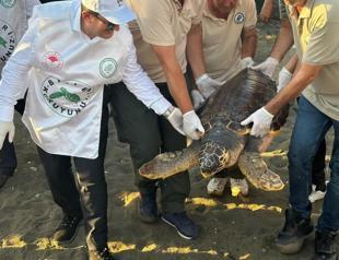 Caretta Caretta returns to sea after two year rehab