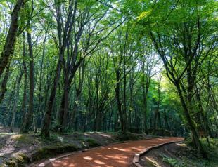 Istanbul bans entry to forests to prevent fires
