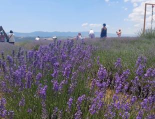 Lush purple fields attract visitors