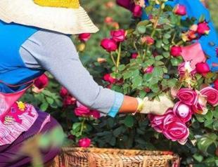 The taste and the name of the rose