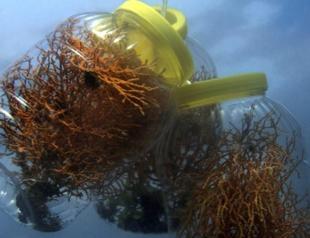 Corals come to fruition after 6.5 year Marmara Sea plan