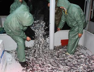 Anchovy makes the cut in fishing: Official data