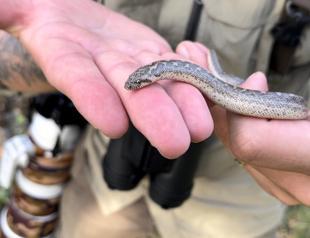 Türkiye’s sole boa constrictor caught on camera