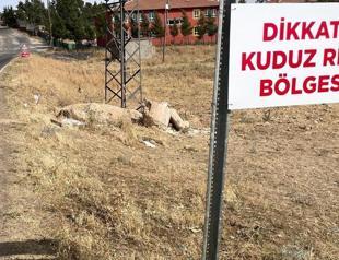 Two detained for bringing rabid dogs to the city