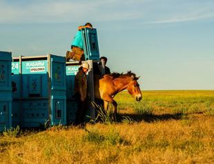 Wild horse species returns to the Kazakh steppes