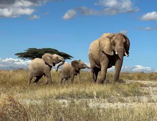 Elephants call each other by name, study finds