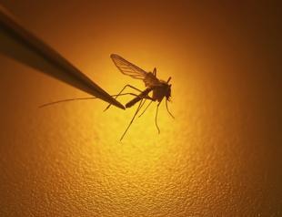Dengue, mosquito-borne diseases rising in Europe