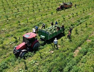 Euro 2024 boosts Adana’s watermelon exports