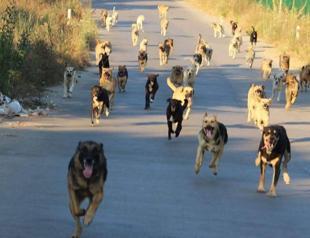 Proposal to include fines for relocating, abandoning animals