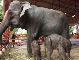 Rare twin elephants in Thailand receive monks blessings