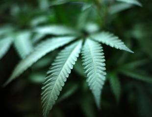 Maryland governor to pardon 175,000 marijuana convictions: report