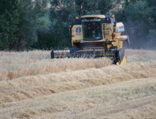 Extreme weather hits yield in fields, greenhouses