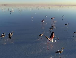 Ministry announces 154 cranes banded in 10 years