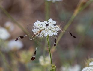 Endangered bug species sees population boost in Diyarbakır