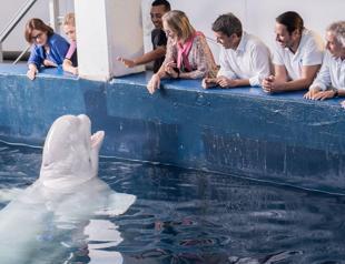 Whales make high-risk trip from Ukraine