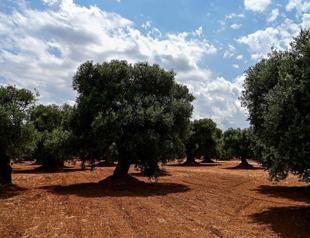 Producers expect olive surge despite previous challenges