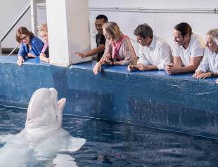 Two beluga whales evacuated to Spain from war-torn Ukraine
