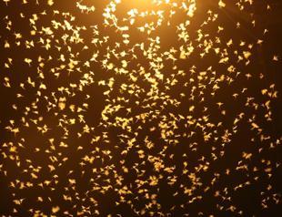 Crowds gather in Sakarya to watch mayflies’ ‘death flight’