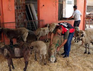 Vets provide medical, mental care to wildfire-affected animals