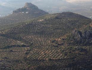Stress test: Olive oil producers adapt to climate change