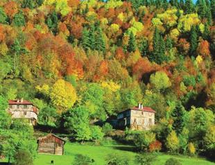 Anatolian forests can withstand worst-case climate scenario: Study