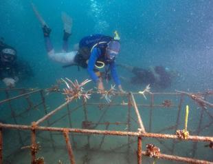 Divers turn conservationists as corals bleach worldwide