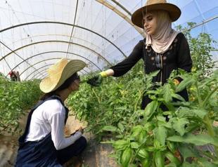 Algeria and Italy sign $455 million agriculture deal