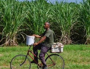 Fuel shortages a bitter pill for Cubas sugar cane producers