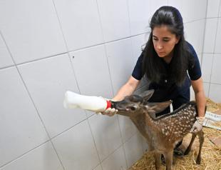 Wild animals receive special treatment in Ankara