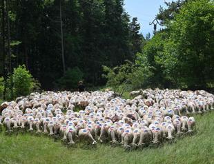 Denmark to introduce worlds first livestock carbon tax