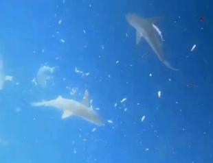 Turkish divers encounter shiver of sharks