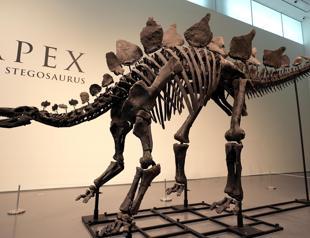 Stegosaurus skeleton to fetch millions at New York auction