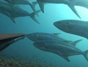 Exotic species rise, local species fall in Aegean Sea: Expert