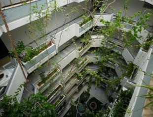Janitor brothers transform apartment building with greenery over 30 years