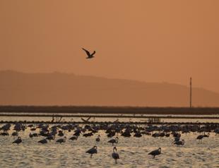 Hatchlings preparing for wild on largest artificial flamingo island