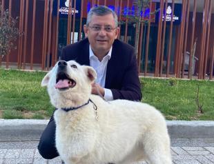 CHP leader slams AKP bill on stray animals