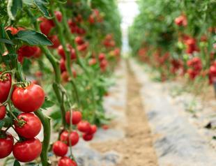 Extreme heat, rising costs driving fruit, vegetable prices up