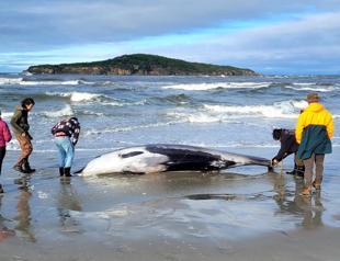 Worlds rarest whale washes up on New Zealand beach