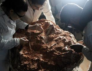 Well-preserved dinosaur fossil revealed by Brazilian flood