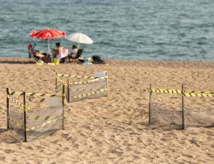Moonlit scramble across the sand for Türkiyes booming baby turtle population