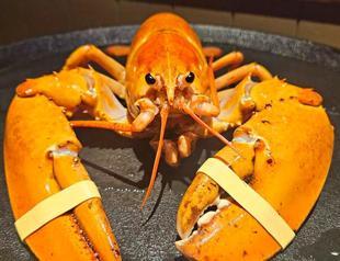 Lobster diverted from dinner plate to aquarium