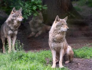 Saint or devil: Return of wolf stirs debate in Europe