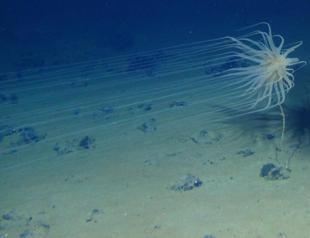 Deep ocean dark oxygen find could rewrite Earths history