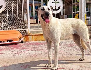 Stray dog bill passes parliamentary committee