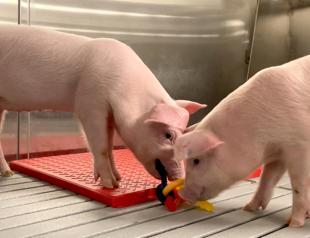 Worlds cleanest pigs raised for humans