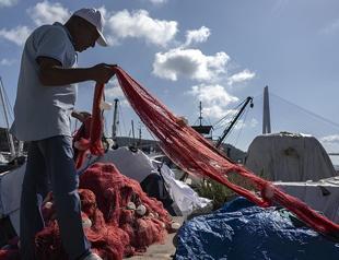 Puffer fish cause over $2.17 million in annual damage to economy