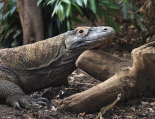 Komodo dragons have teeth coated in iron to kill prey