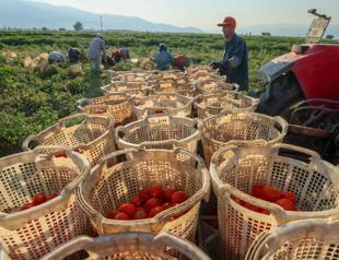 Türkiye experiences ‘plant migration,’ expert warns