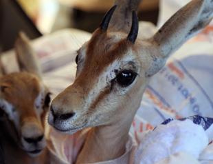 Endangered gazelles find Libyan safe haven